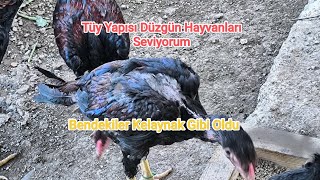 Tüy Yapısı Düzgün Hayvanları SeviyorumBendekiler Kelaynak Gibi Oldu [upl. by Harleigh]