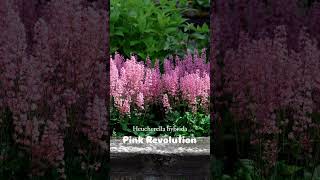 Perennial Heucherella hybrida Pink Revolution  Garden amp Landscape [upl. by Atiekan862]