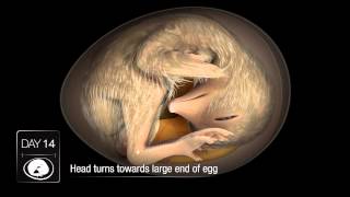 Chicken Embryo Development [upl. by Garret]