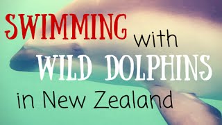 Dolphin Encounter Kaikoura  Swimming With Wild Dolphins in NZ [upl. by Ardried]