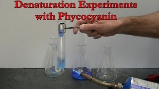 Protein Denaturation Experiments with Phycocyanin [upl. by Jules]