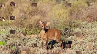 Interesting facts about common duiker by weird square [upl. by Eahc567]