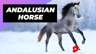 Andalusian Horse 🐴 One Of The Most Beautiful Horses In The World shorts [upl. by Irabaj]