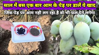 जिस आम के पौधे पर फल नहीं आ रहा है उस पर आएंगे फल भरभर के  Best Fertilizer for Mango Plant [upl. by Gardell]