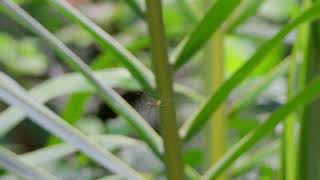 Mating of the LongJawed Orbweaver A Fascinating Look at Spider Behavior  Spider  Insect spider [upl. by Sax]