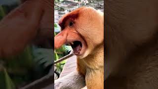 Proboscis Monkey Amazing Video Funny [upl. by Nueoras]