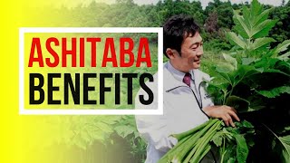 ASHITABA  Health Benefits of Ashitaba  Ashitaba Plants Benefits [upl. by Anoel]