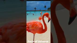 How Flamingos get their colorFlamingo Short Video flamingo [upl. by Loomis566]