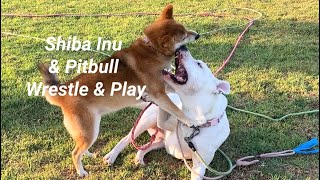 Girl Dogs Routine Play 09112024 shiba pitbull [upl. by Doll]