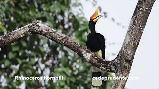 Rhinoceros hornbill Buceros rhinoceros 110cm 4K and 1080 HD video [upl. by Terra]