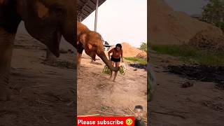 The elephant stole the mango shortvideo shortsfeed eliphent shorts short cute [upl. by Oalsinatse]