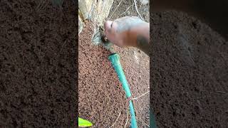 Ant mounds are the worst 😩 homemakerslife homestead ants [upl. by Norvun672]