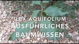 Die Stechpalme  Ilex aquifolium Baumwissen 1 von 2 [upl. by Bedad]