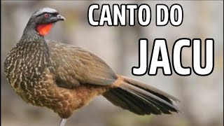 O CANTO DO JACU  JACU CANTANDO [upl. by Eeuqram379]