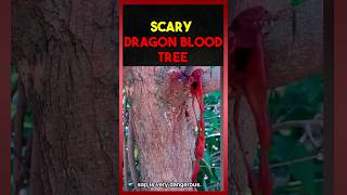 Scary dragon blood tree 😱😧 [upl. by Leimaj817]