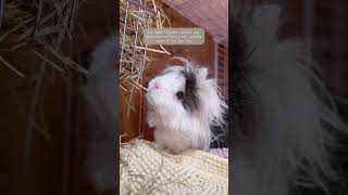 Guinea Pig Awareness Week  Why Guinea Pigs Need Hay  Timothy Hay  Meadow Hay  Herbivore Diet [upl. by Gerbold]