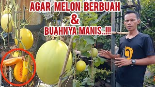 cara mudah agar melon berbuah besardan buahnya manismelon melongolden garden [upl. by Telocin]