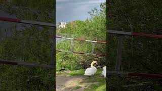 Ворона 🐦‍⬛ крадет лебедят🦢 nature travelmusic relaxing relaxingmusic classicalmusic [upl. by Eelarak]