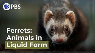 Ferrets Animals in Liquid Form [upl. by Ilujna684]