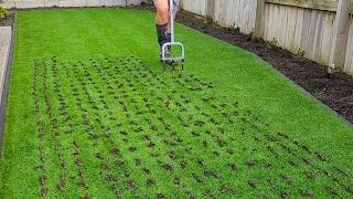 Ryegrass Lawn Renovation  Full Step by Step [upl. by Sobel]