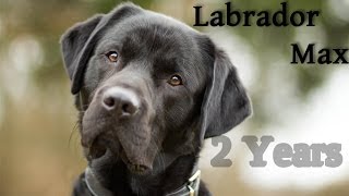 Labrador Retriever Max  2 Years [upl. by Otreblada]