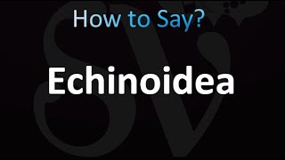 How to Pronounce Echinoidea correctly [upl. by Eugenle]