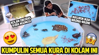 KOLAM KURA DIKURAS SEMUA KURAKURA DIKUMPULIN DI KOLAM INI MASUKIN IKAN WARNAWARNI [upl. by Dirk646]