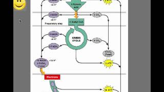 Glycolysis  Introduction to Aerobic Respiration Anaerobic Respiration and Fermentation [upl. by Templa517]