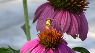 82424 Found a Skipper Butterfly near Cincinnati [upl. by Eahsed]