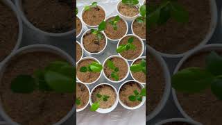 Spring brings new growth for Kaffir Lime Trees 🌱 Latest update 🌱 [upl. by Yebba]