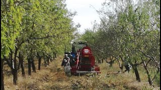 Almonds harvesting with tree shaker MAJA [upl. by Ynalem]