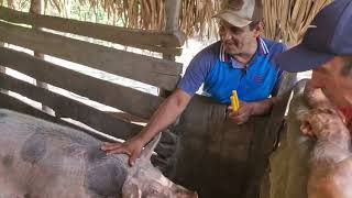 SEU VALMIR FELIZ COM AS AJUDAS PRA INICIAR AS AS BAÍAS DOS PORCOS [upl. by Whittaker]