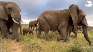 Baby Elephant Phabeni Goes Walking in the Wild with his Herd [upl. by Ytiak767]