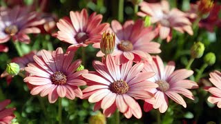 The Garden Gurus  Osteospermums amp Impatients [upl. by Zimmermann880]