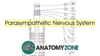 Parasympathetic Nervous System Anatomy [upl. by Haerr]