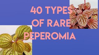 Types of PeperomiaRare varieties of Peperomias [upl. by Jenni]