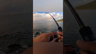 Daiwa Ballistic MQ 3000 screaming a little 🔥🔥puertoricofishing rockfishing catchandrelease [upl. by Ree]