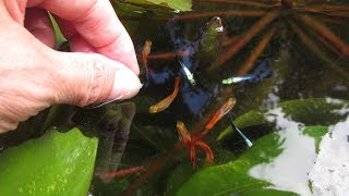 Feeding Leftover Thanksgiving Turkey to My Fish Guppies and Gouramis [upl. by Lam623]