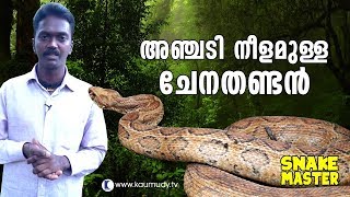 Wow Vava Suresh rescues 5 feet long Russell’s Viper  Snakemaster  Latest Episode [upl. by Lak]