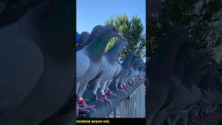 Pigeons farming china P2 shorts [upl. by Ilahsiav]