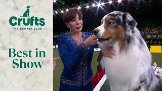 Emotional Interview with Crufts Best In Show Winner Melanie Raymond and Viking [upl. by Meekyh855]