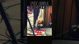 PIT BULL DOG POWER pitbulltype pitbullterrier viralvideo [upl. by Tterag]