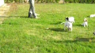 chasse setter anglais [upl. by Emyaj]