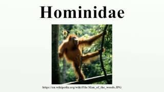 Hominidae [upl. by Hewett]