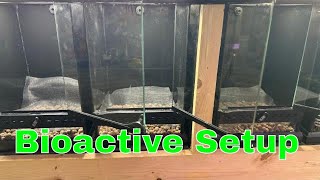 Creating Your Own Jungle Paradise Tropical Bioactive Setups Made Easy [upl. by Iv446]