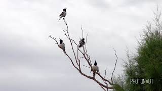 Pied Butcherbird Choir short version [upl. by Augusta]