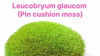 Leucobryum glaucum Pincushion moss Bryophyte that grows on rock botany bryophytes plants moss [upl. by Yetac]