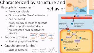 Pathophysiology Endocrine overview 1 of 3 [upl. by Nosnehpets820]