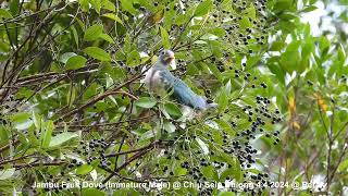 Jambu Fruit Dove Immature Male  Chiu S C DSCN5700 [upl. by Ellenwad]