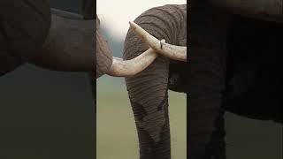 When Two Elephants Fight The Grass SuffersElephant Trumpet Sound [upl. by Anaik]